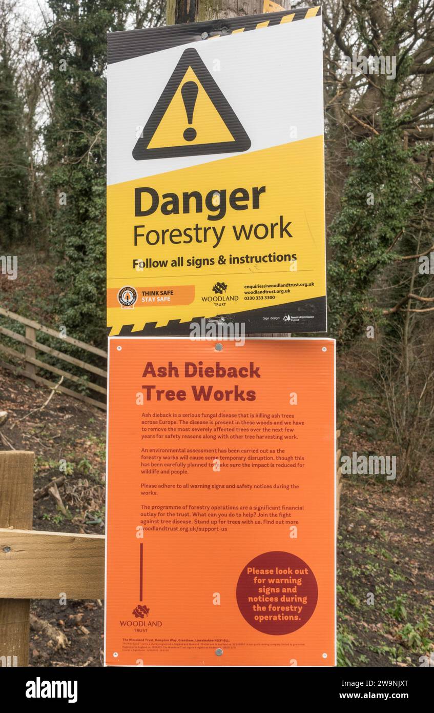 Sign warning of forestry work due to ash dieback, England, UK Stock Photo