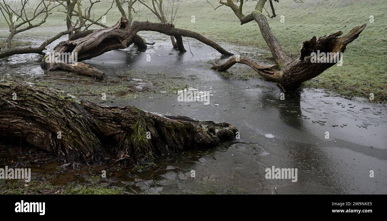 Fallen trees in frozen floodwater in a field on a foggy winter morning. Stock Photo