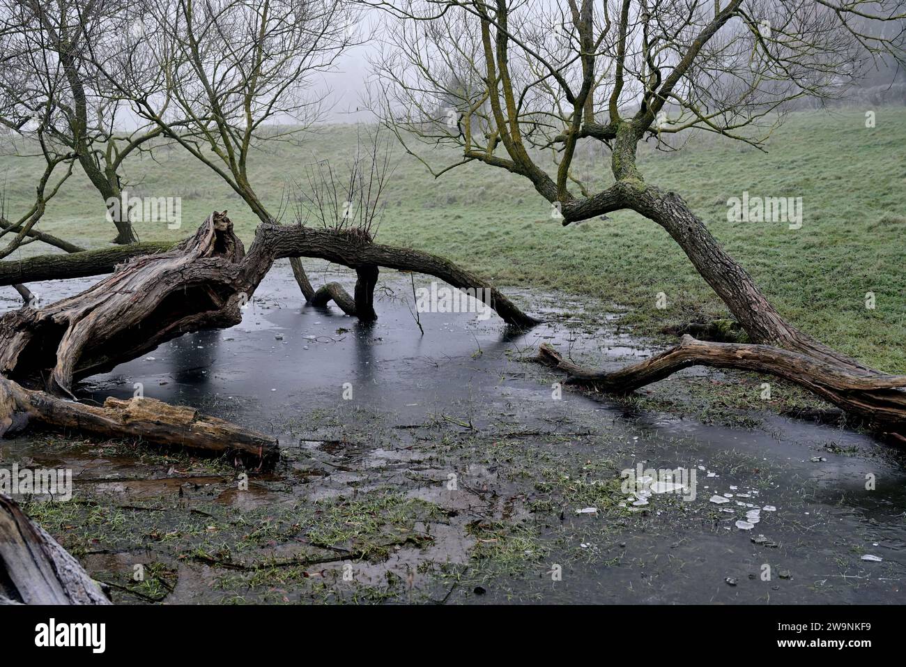 Fallen trees in frozen floodwater in a field on a foggy winter morning. Stock Photo