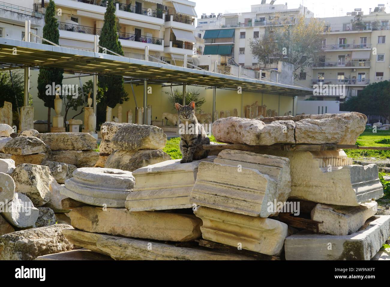 A cat standing on ancient stones, in the archaeological museum, in Piraeus, Greece Stock Photo