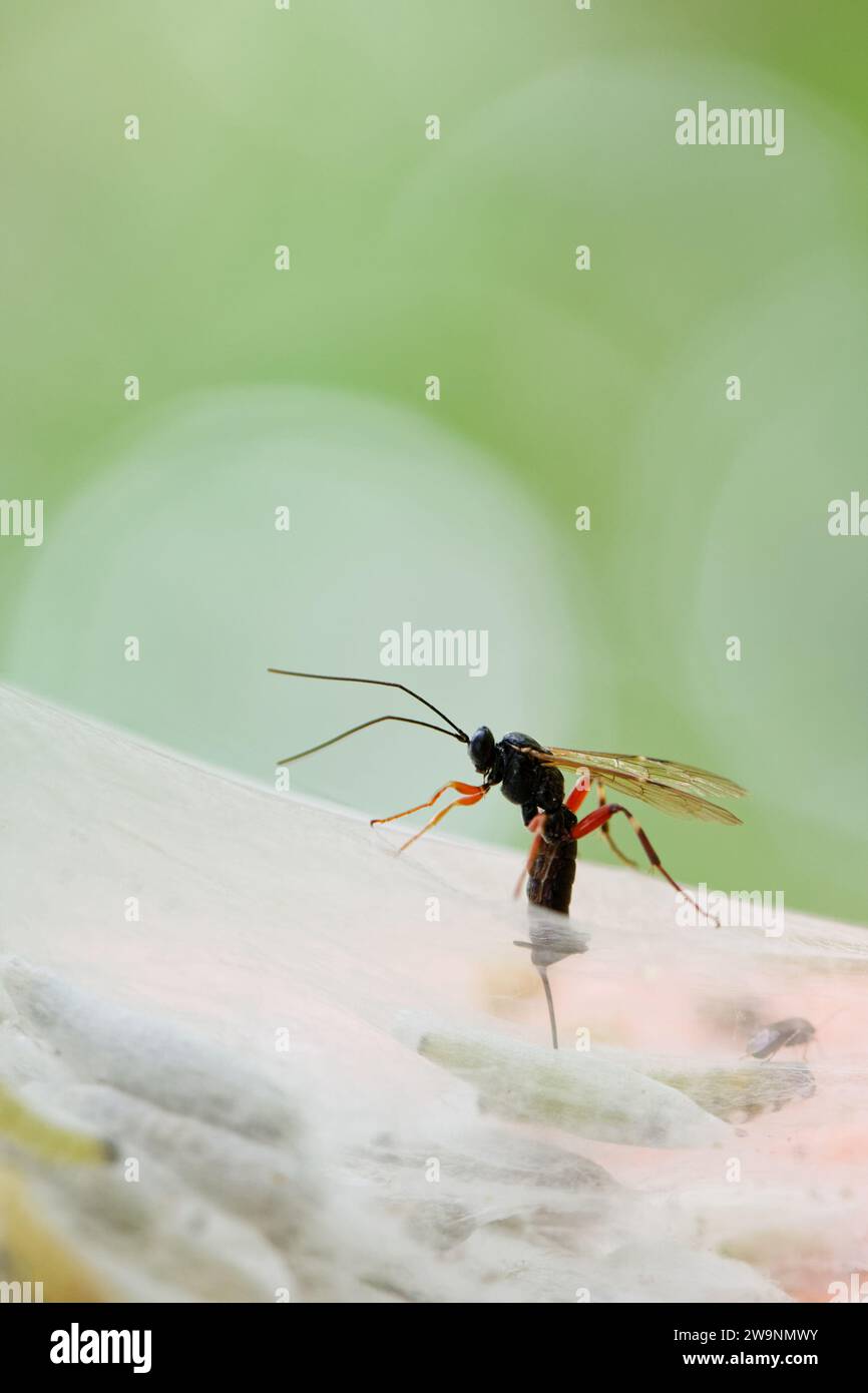 Slip wasp (Pimpla) laying eggs to it's host species, bird-cherry ermine moth pupa Stock Photo