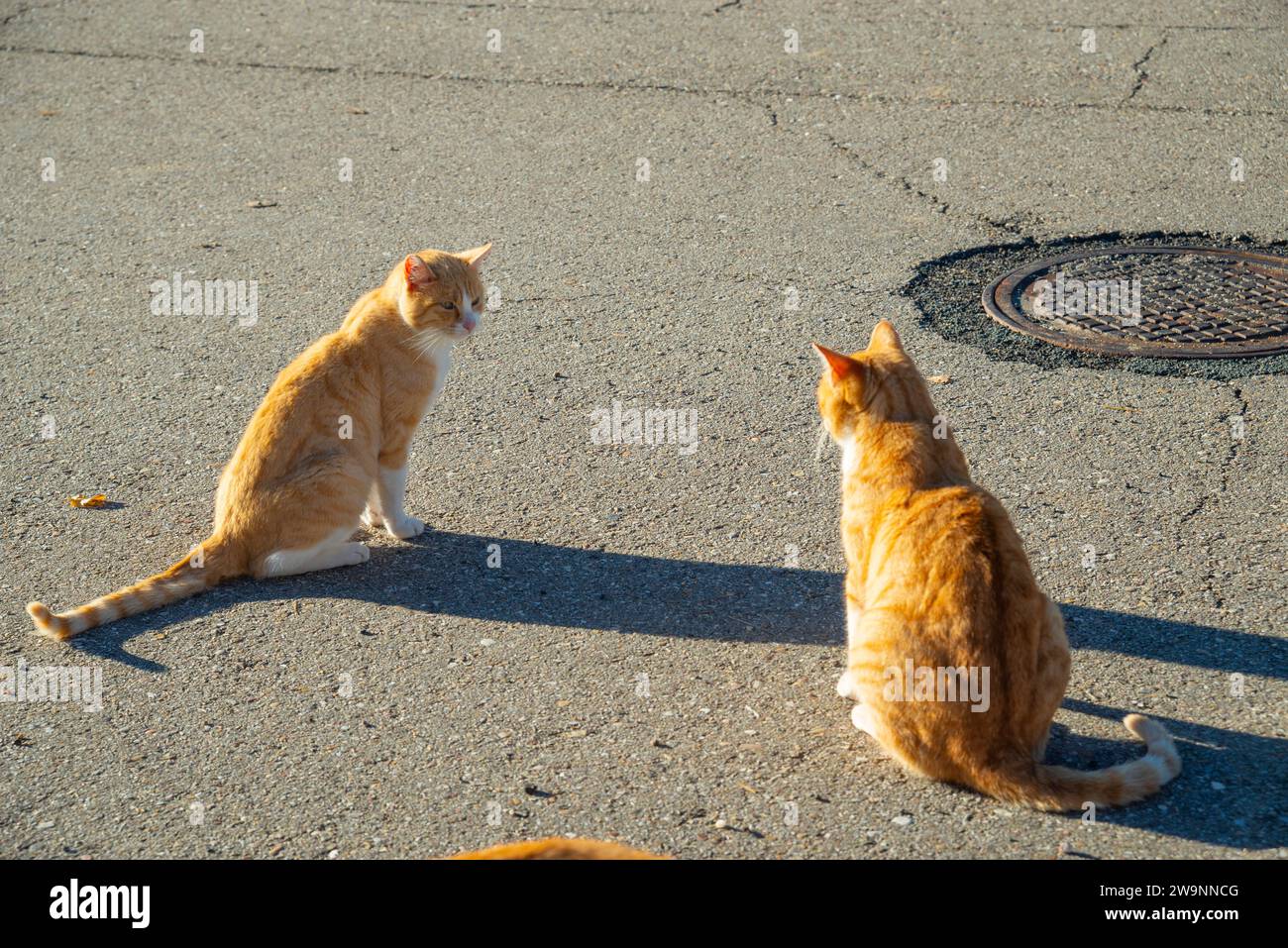 Two stray cats Stock Photo Alamy
