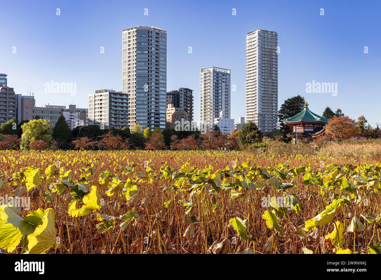 view of Ueno Pond in autumn Stock Photo