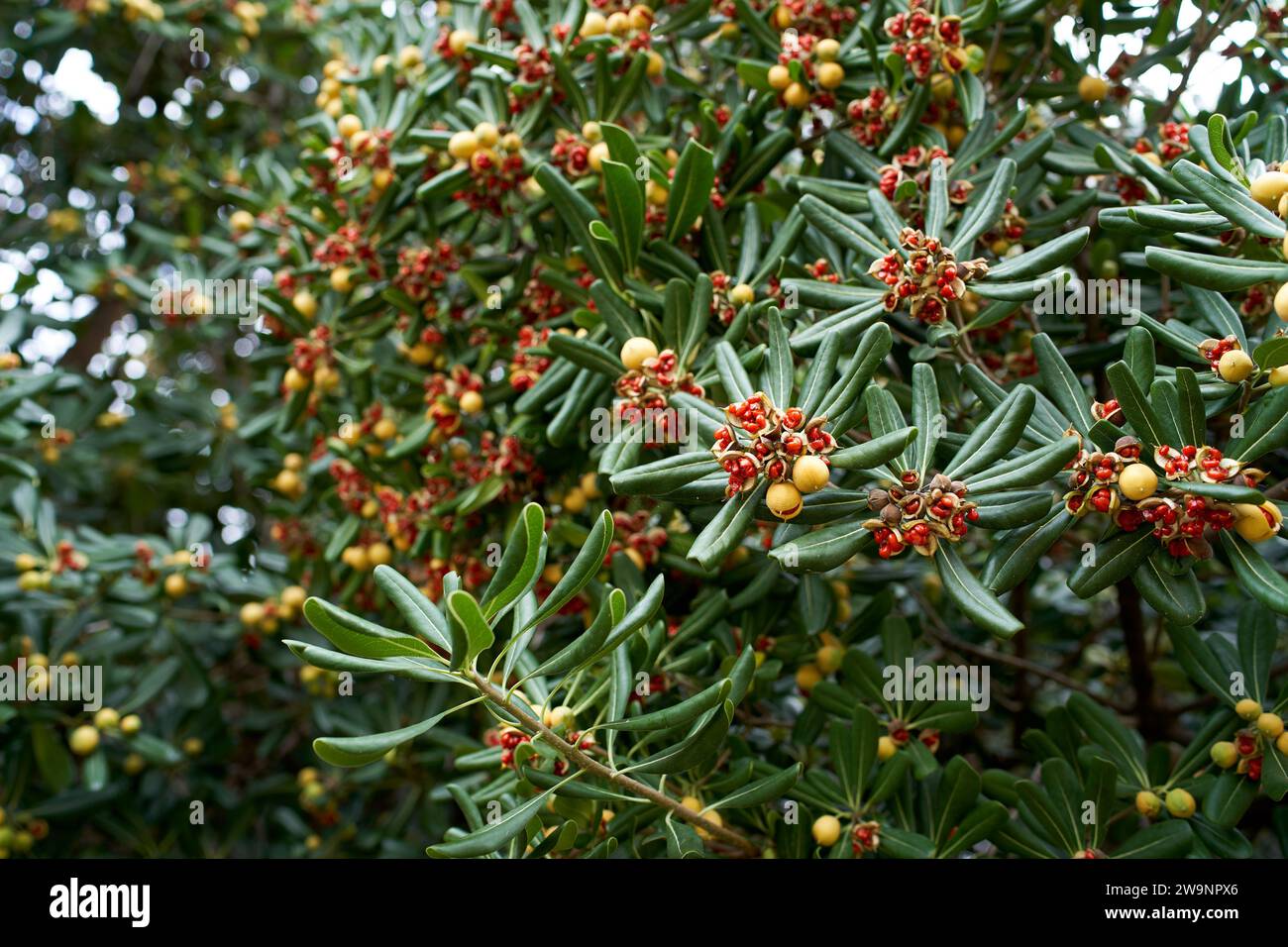 Red seeds of Australian laurel on the branches of a bush among green leaves Stock Photo