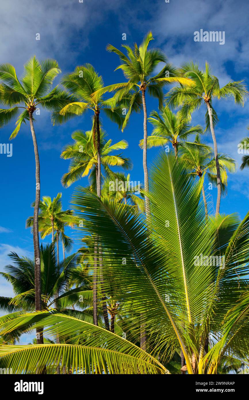 Kona hawaii palm trees hi-res stock photography and images - Alamy