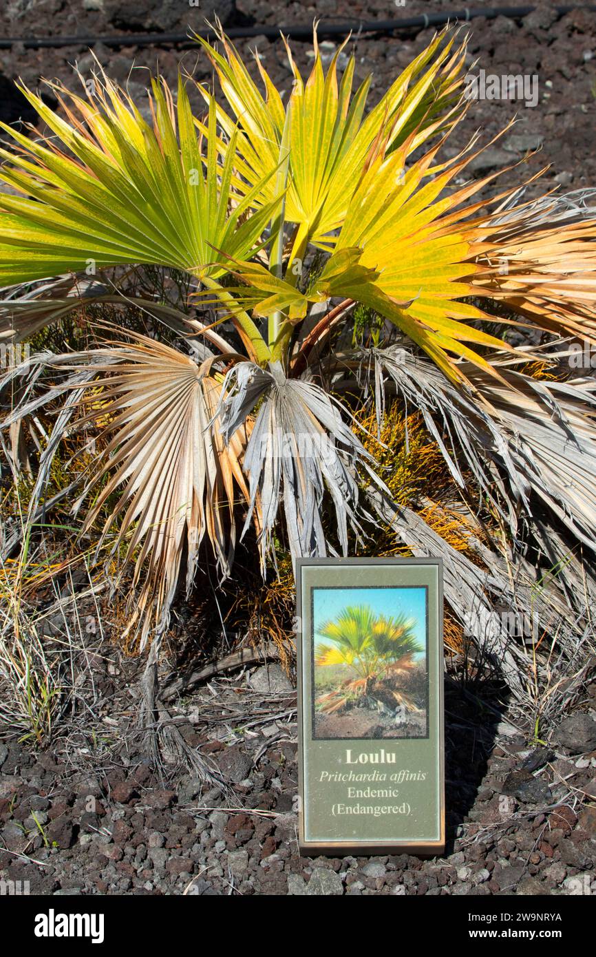 Loulu (Pritchardia affinis) with identification sign, Kaloko-Honokohau National Historical Park, Hawaii Stock Photo