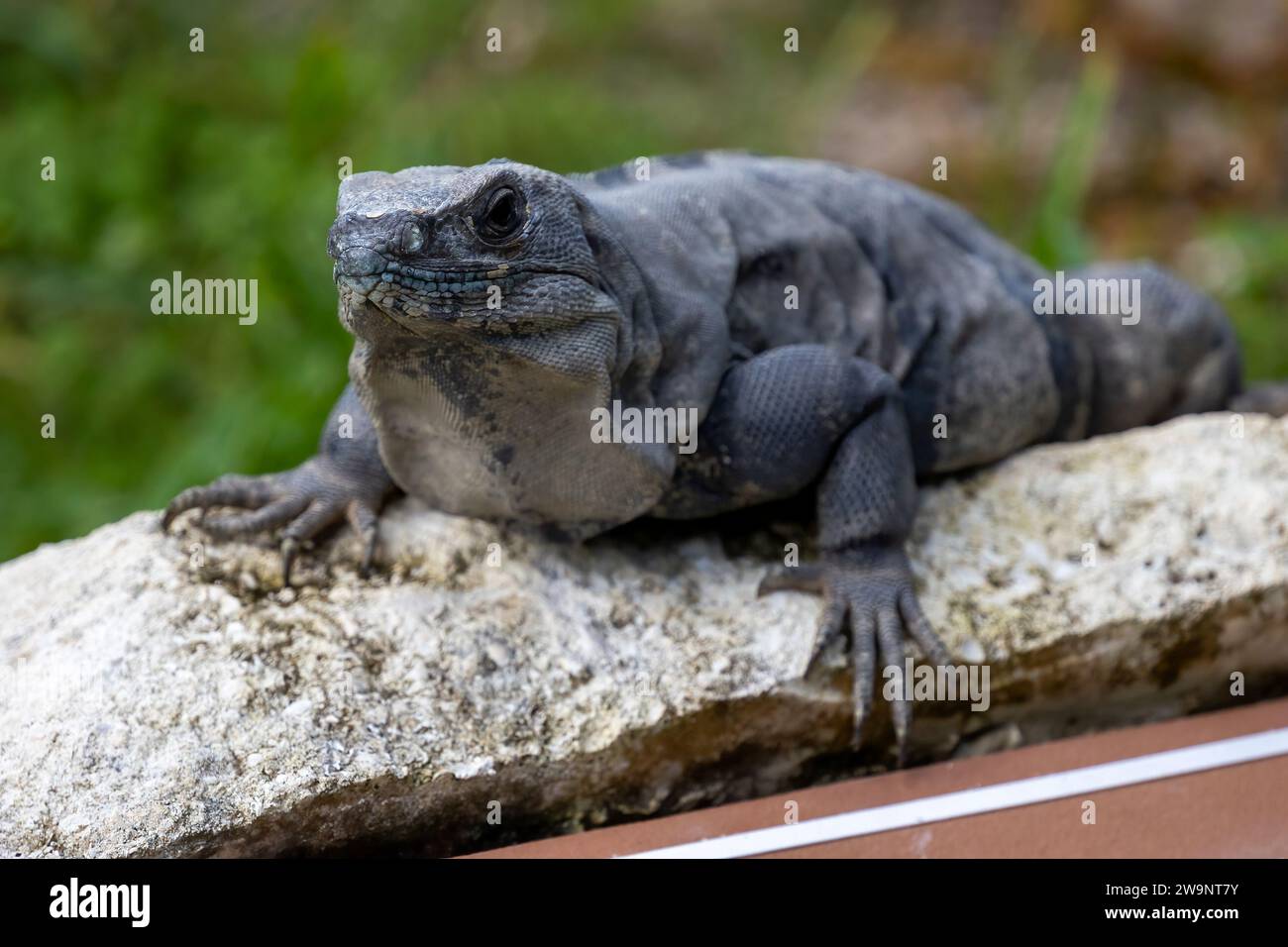 an Iguana laying in the sun. Stock Photo