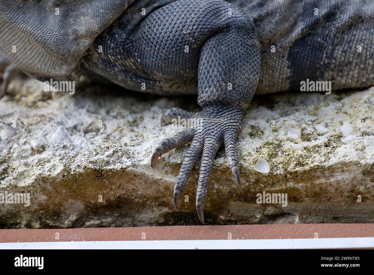Close-up of an Iguana laying in the sun. Stock Photo