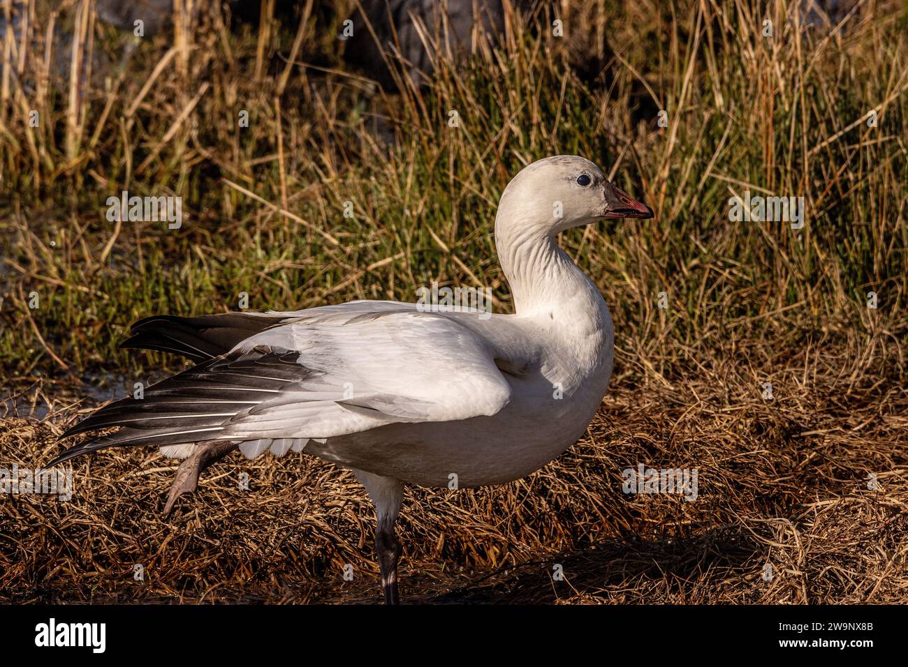 A Ross's goose poses for its portrait at the Merced National Wildlife refuge in the Central Valley of California Stock Photo