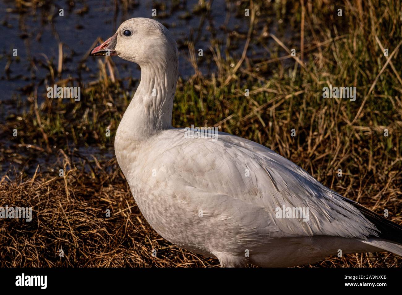 A Ross's goose poses for its portrait at the Merced National Wildlife refuge in the Central Valley of California Stock Photo
