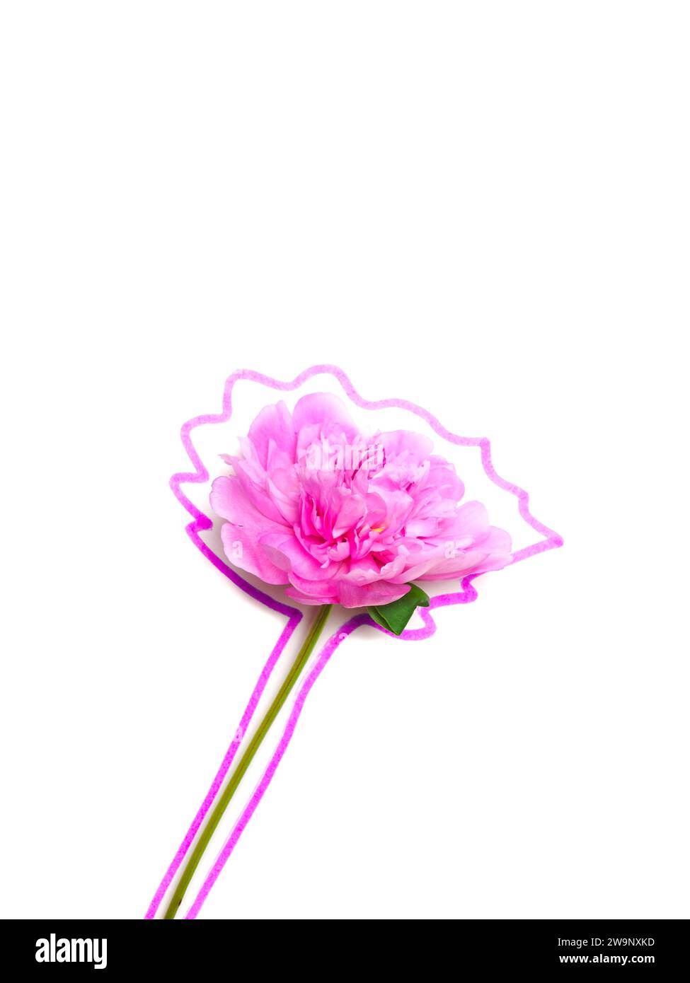 Blooming peony on a white background circled with marker, isolated Stock Photo