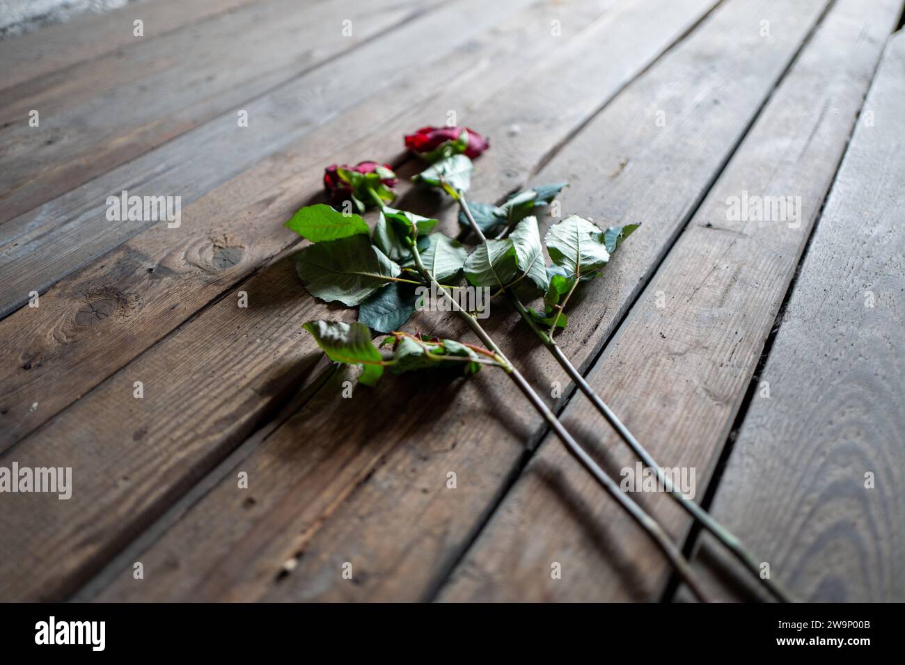 Roses in the accommodation commemorating the deaths at Auschwitz and Birkenau concentration camps, Poland Stock Photo