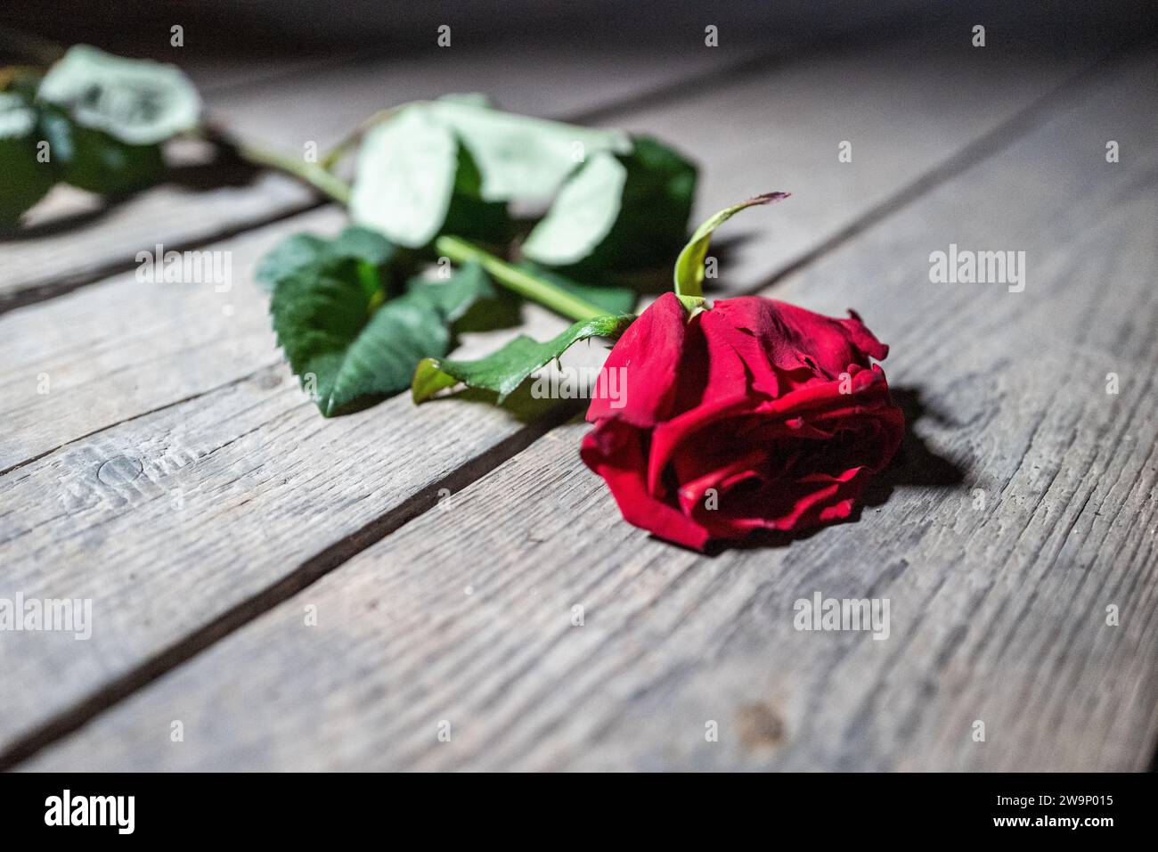 Roses in the accommodation commemorating the deaths at Auschwitz and ...