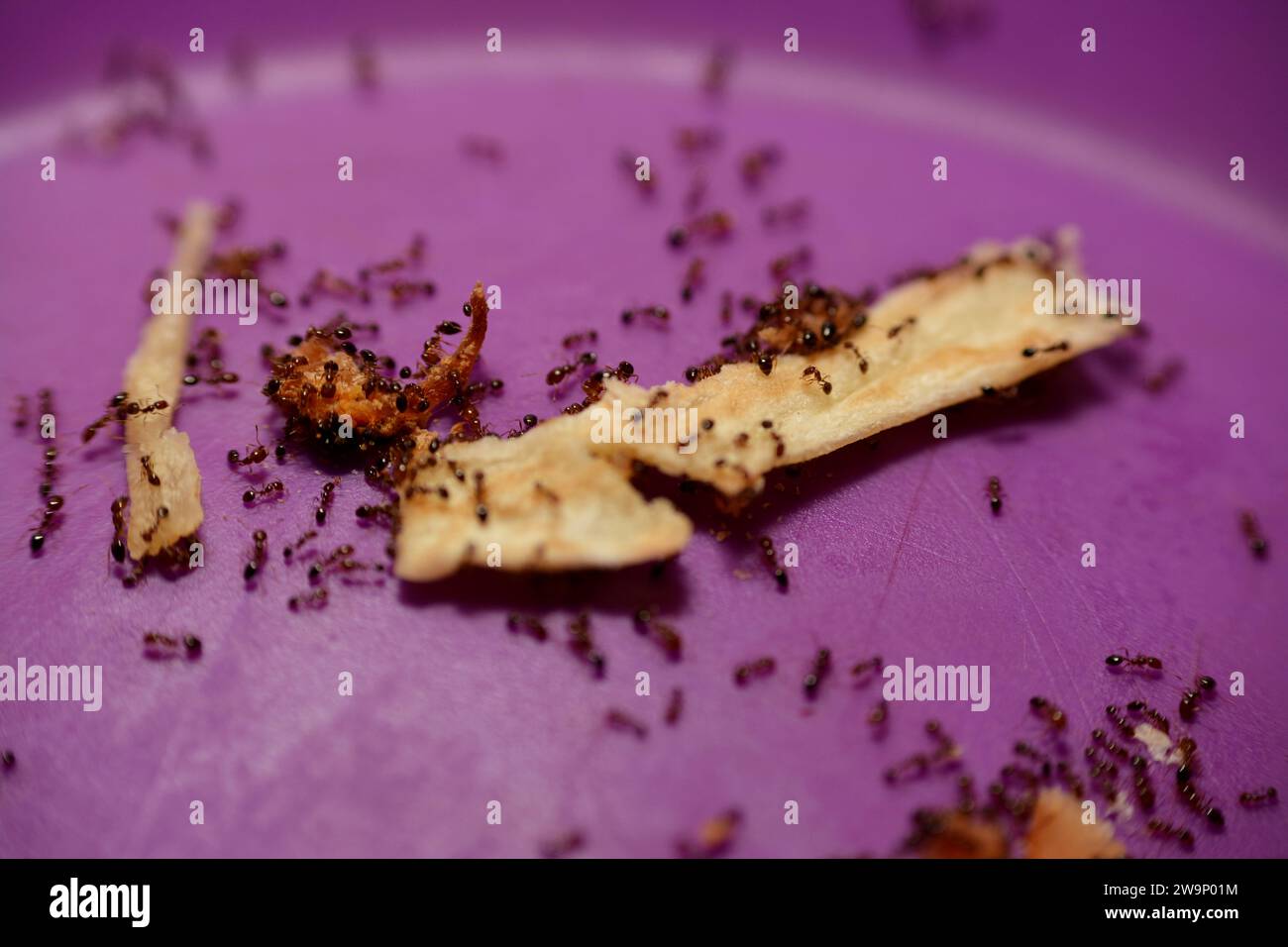 numbers of ant colony picking up and transferring food remnants to