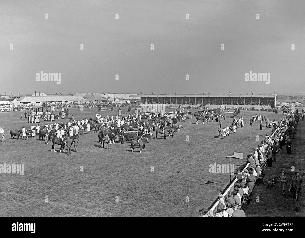 Working horses lined up, plus smaller horses with riders and cattle parading in the showground’s main arena at The Royal Lancashire Show c.1960. Behind the work-horses are more cows – placards held up indicate they are Jersey and Dairy Shorthorn breeds. The Royal Lancashire Show (RLS) is an agricultural show which takes place every year in Lancashire, England, UK. The show is organised by the Royal Lancashire Agricultural Society (RLAS) and is one of Britain's oldest, first taking place in 1767. From 1954 the show was held at Stanley Park, Blackpool up until 1972 – a vintage 1950s/60s photo. Stock Photo
