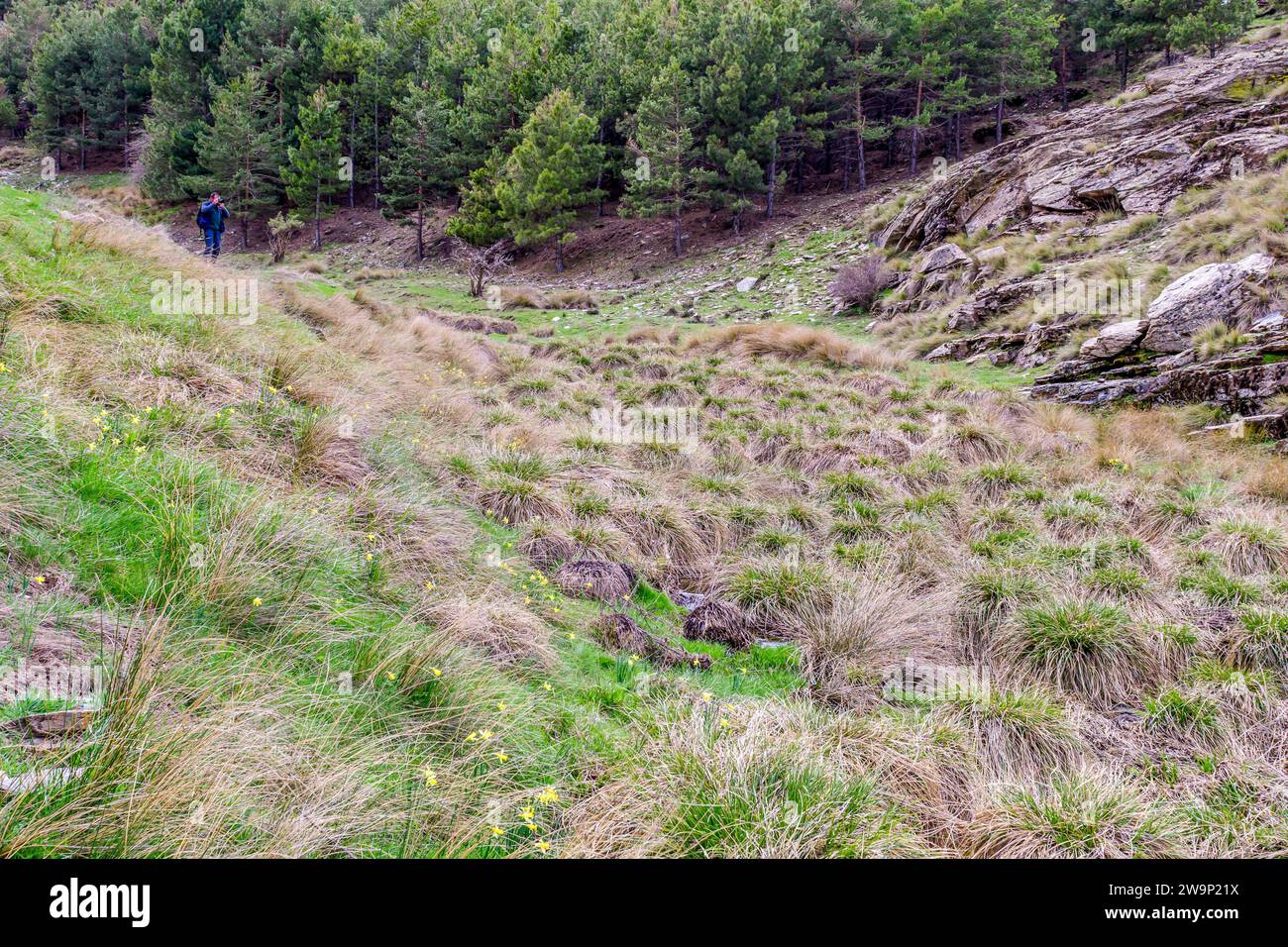 A lone hiker traverses a lush mountain grassland with scattered rocks and pine trees in the background. Stock Photo