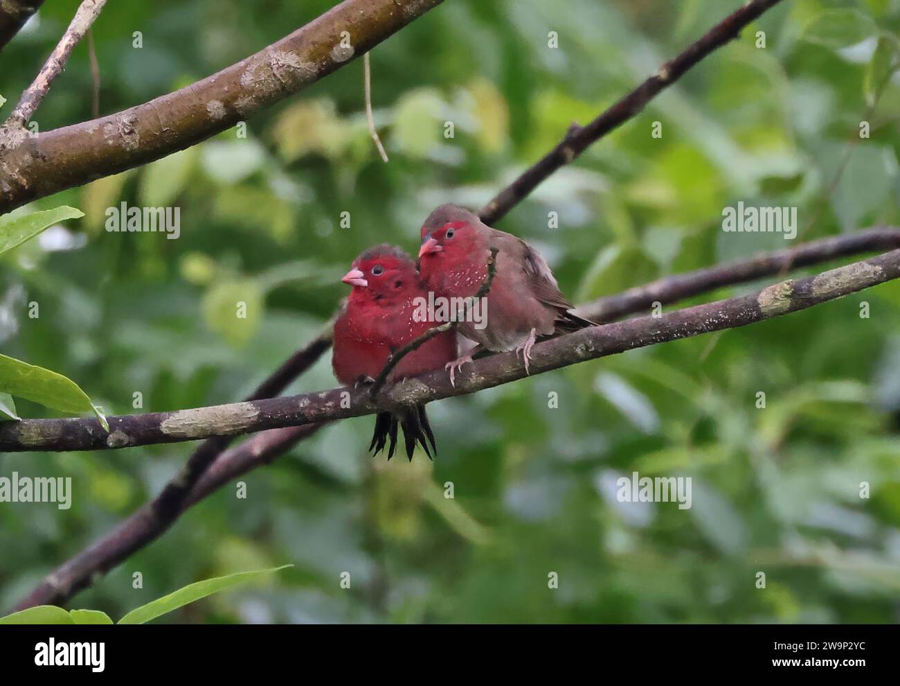 Bar-breasted Firefinch (Lagonosticta rufopicta rufopicta) pair perched on branch  Jukwa Krobo Road, Ghana, Africa.     November Stock Photo