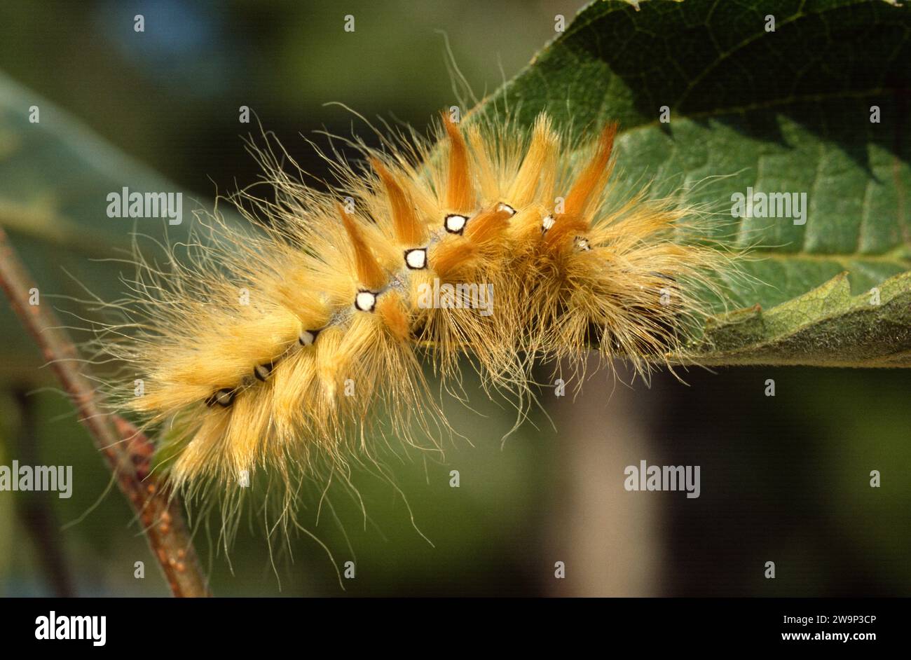 Sycamore (Acronicta aceris) caterpillar Stock Photo - Alamy