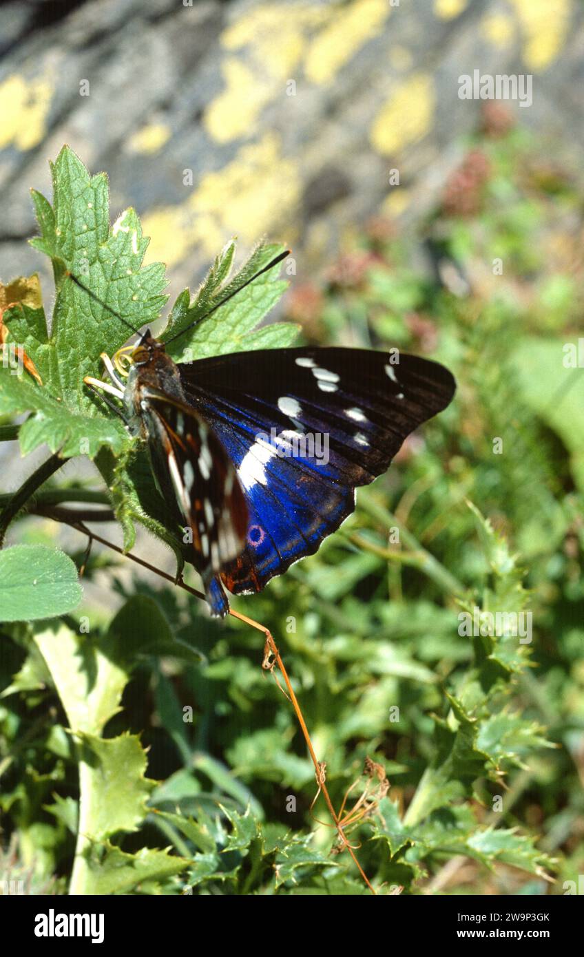 Purple Emperor Apatura Iris Is A Butterfly Native To Eurasia Stock purple-emperor-apatura-iris-is-a-butterfly-native-to-eurasia-stock