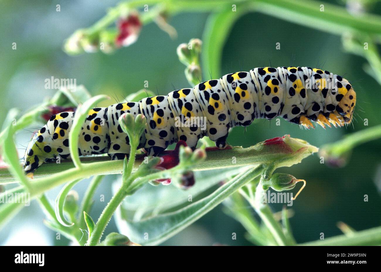 Water betony (Cucullia scrophulariae or Shargacucullia scrophulariae) is a moth native to Europe. Caterpillar on a feeding plant. Stock Photo