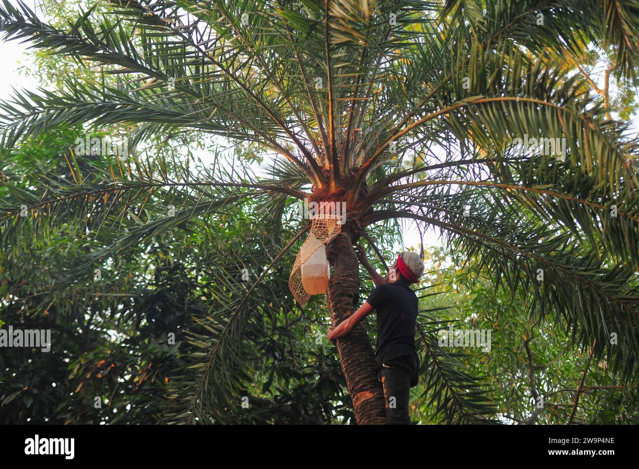 29 December 2023 Sylhet-Bangladesh: A man carefully collects date palm juice from a plastic container on the outskirts of Sylhet city on a winter morning. Doctors and Health Department have advised to be very careful about drinking raw date juice. According to the Institute of Epidemiology, Disease Control and Research (IEDCR), people are dying of Nipah virus after consuming raw date juice. In Bangladesh, Nipah virus is mainly spread by bats. The risk of contracting this virus is high between December and April. When bats are hung on palm trees to collect sap, the virus is transmitted by bat s Stock Photo