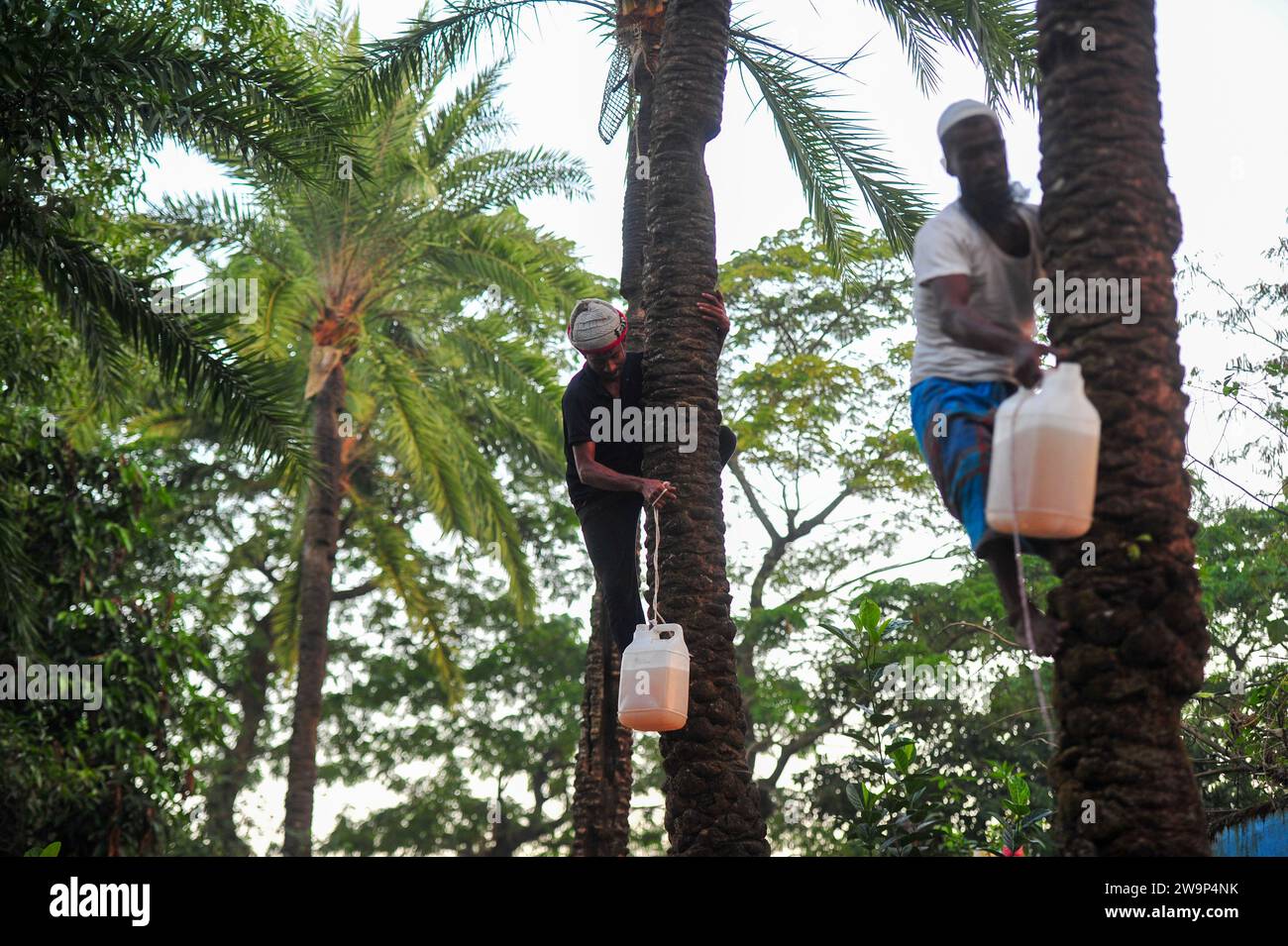 29 December 2023 Sylhet-Bangladesh: A man carefully collects date palm juice from a plastic container on the outskirts of Sylhet city on a winter morning. Doctors and Health Department have advised to be very careful about drinking raw date juice. According to the Institute of Epidemiology, Disease Control and Research (IEDCR), people are dying of Nipah virus after consuming raw date juice. In Bangladesh, Nipah virus is mainly spread by bats. The risk of contracting this virus is high between December and April. When bats are hung on palm trees to collect sap, the virus is transmitted by bat s Stock Photo