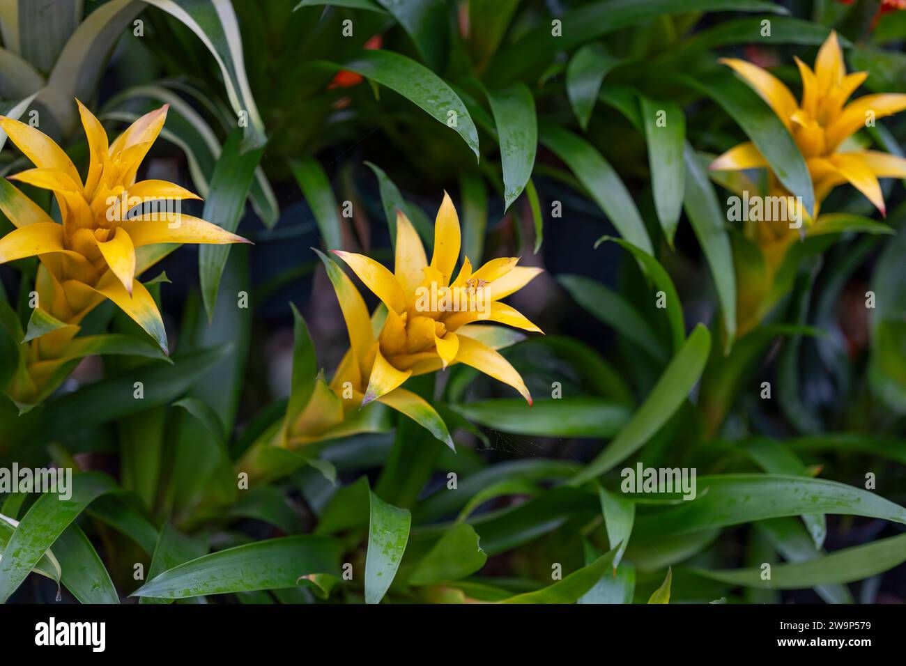 Canistropsis billbergioides, Bromeliad, yellow flower Stock Photo