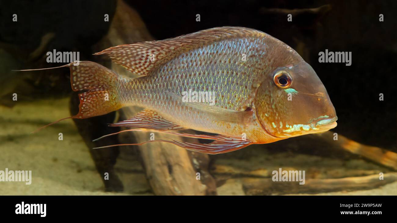 Close-up view of a Cichlid (Red-striped eartheater - Geophagus surinamensis) Stock Photo
