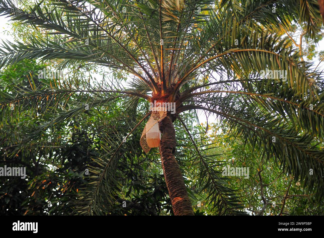 29 December 2023 Sylhet-Bangladesh: A Plastic Container is hanging on at the Date palm tree for collecting Raw date palm juice very carefully with full protection. Recently, Doctors and Health Department have advised to be very careful about drinking raw date juice. According to the Institute of Epidemiology, Disease Control and Research (IEDCR), people are dying of Nipah virus after consuming raw date juice. In Bangladesh, Nipah virus is mainly spread by bats. The risk of contracting this virus is high between December and April. When bats are hung on palm trees to collect sap, the virus is t Stock Photo