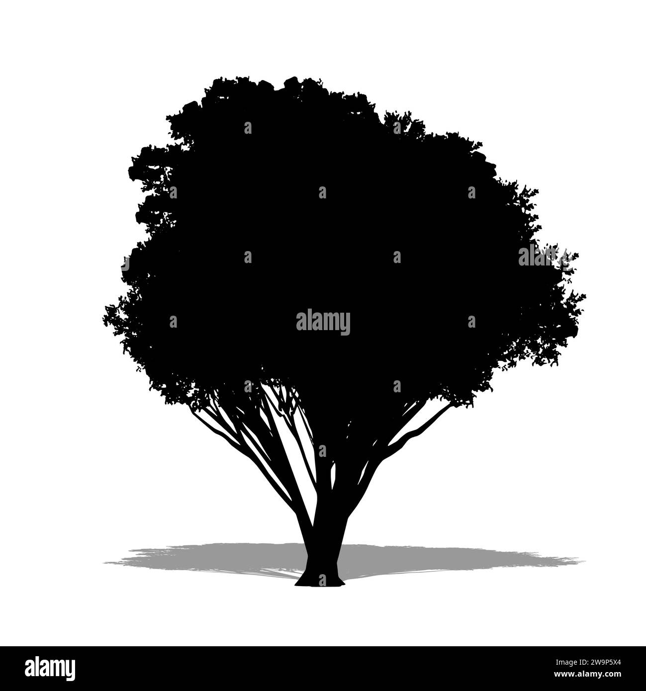 A Northern Rata tree as a black silhouette on white background. Concept or conceptual 3D illustration for nature, planet, ecology and conservation, st Stock Photo