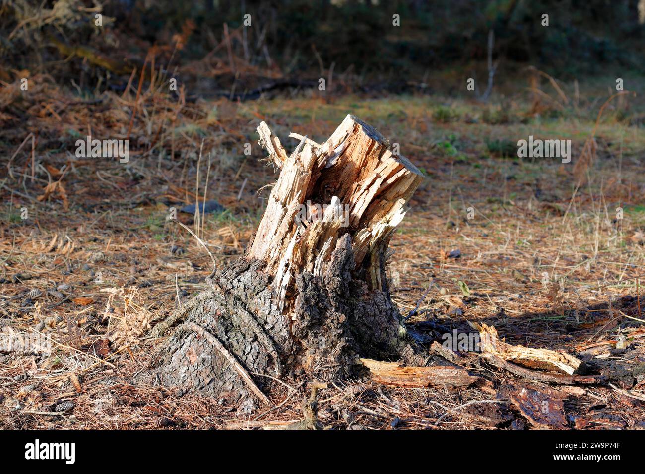 Shattered tree hi-res stock photography and images - Alamy