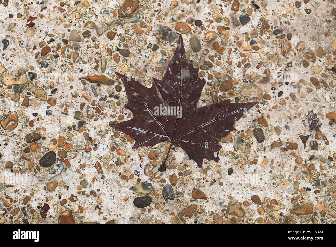 A dark red maple leaf fallen on a concrete path with gravel inserts Stock Photo