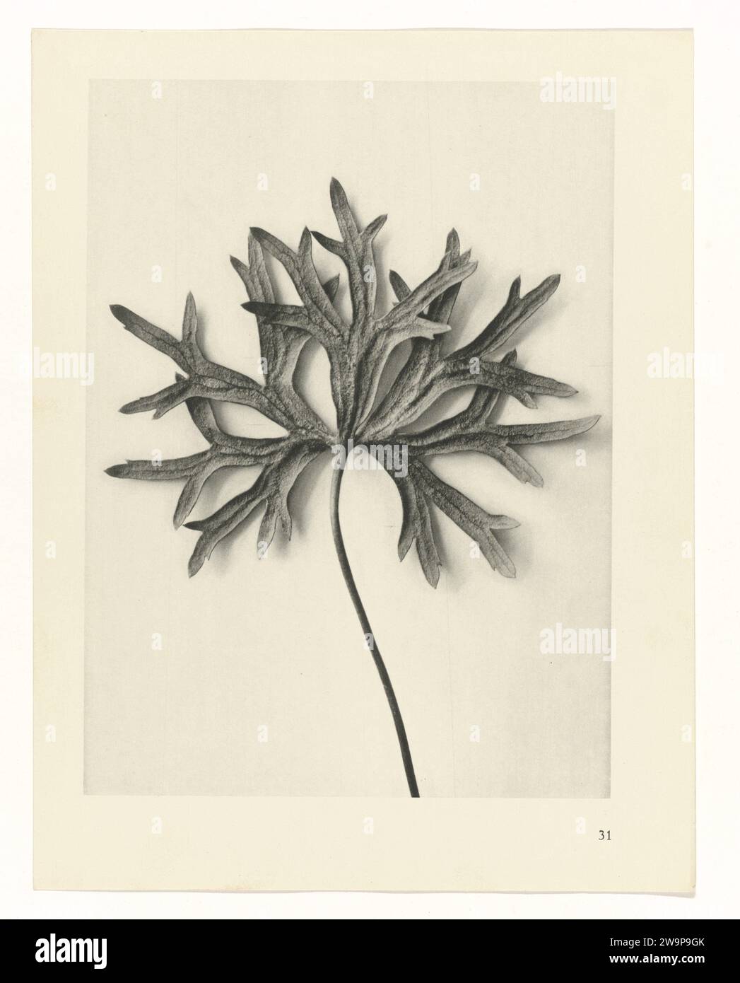Plant Studies, 1928 photograph Fach enlargement. Afkomstig uit losblady uitgave. Berlin paper. ink  plants (in general) Stock Photo