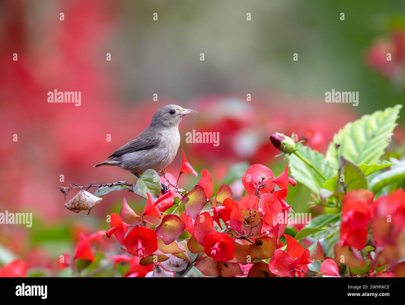 pale-billed flowerpecker or Tickell's flowerpecker is a tiny bird that feeds on nectar and berries, found in India, Sri Lanka, Bangladesh and western Stock Photo