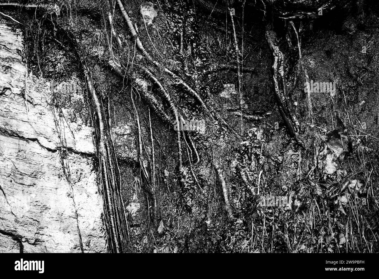 Tree Roots Over Hillside Water dripping over exposed tree roots and bedrock on a hillside Stock ...