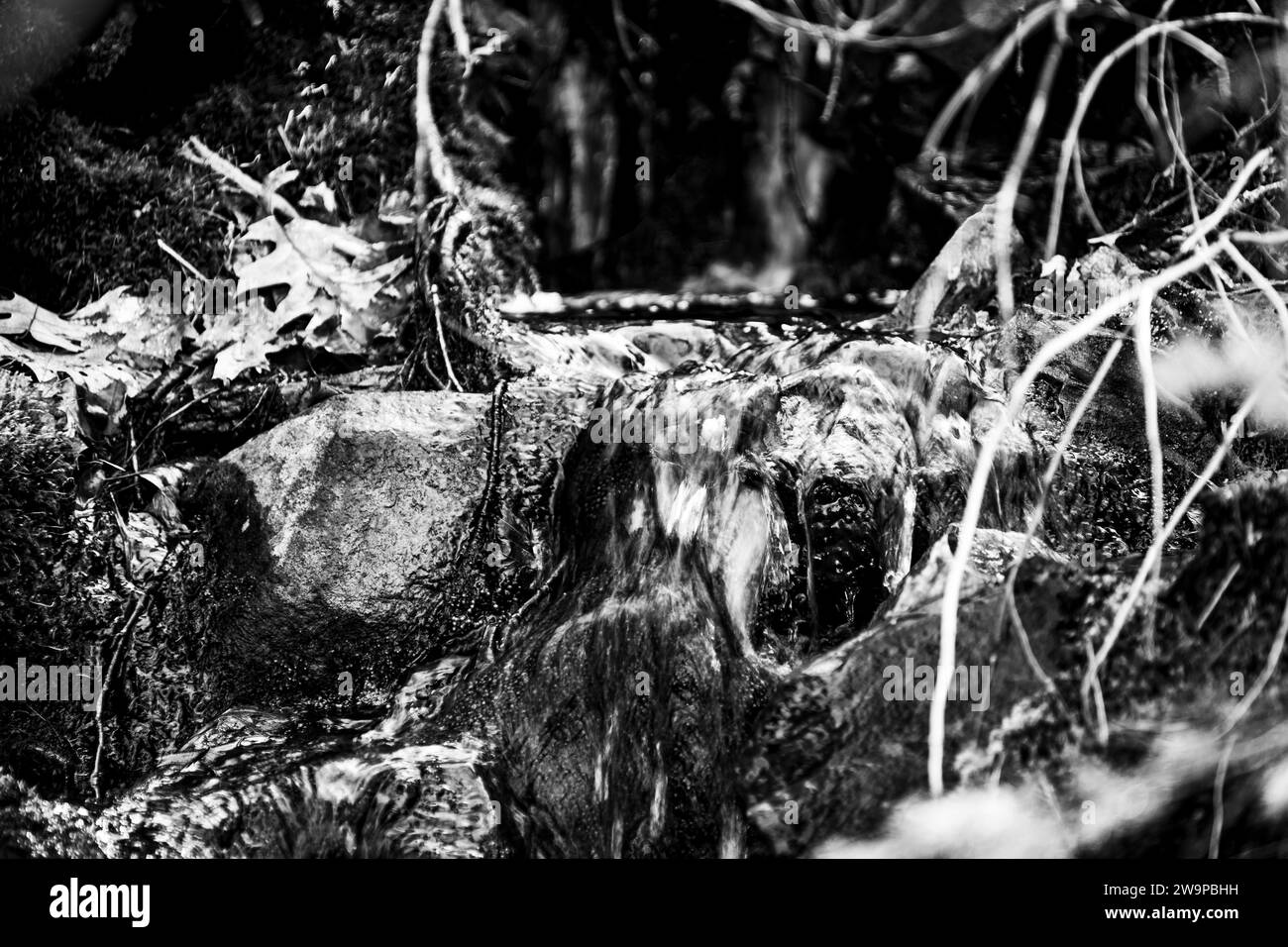 Tree Roots Over Hillside Water dripping over exposed tree roots and bedrock on a hillside Stock ...