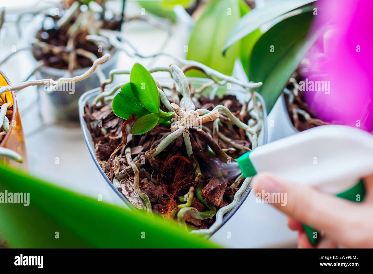 Spraying baby orchid growing on mother plant stem with water. Propagating potted phalaenopsis orchid plants at home. Reproduction breeding cultivating Stock Photo