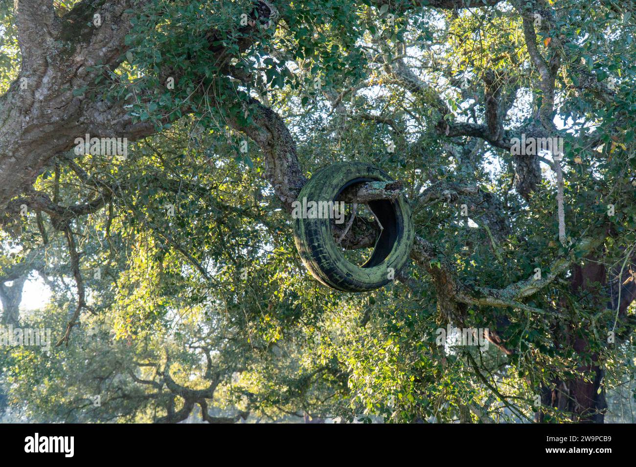 Human stupidity polluting nature: tire dumped on a tree branch, symbolizing environmental negligence. Stock Photo
