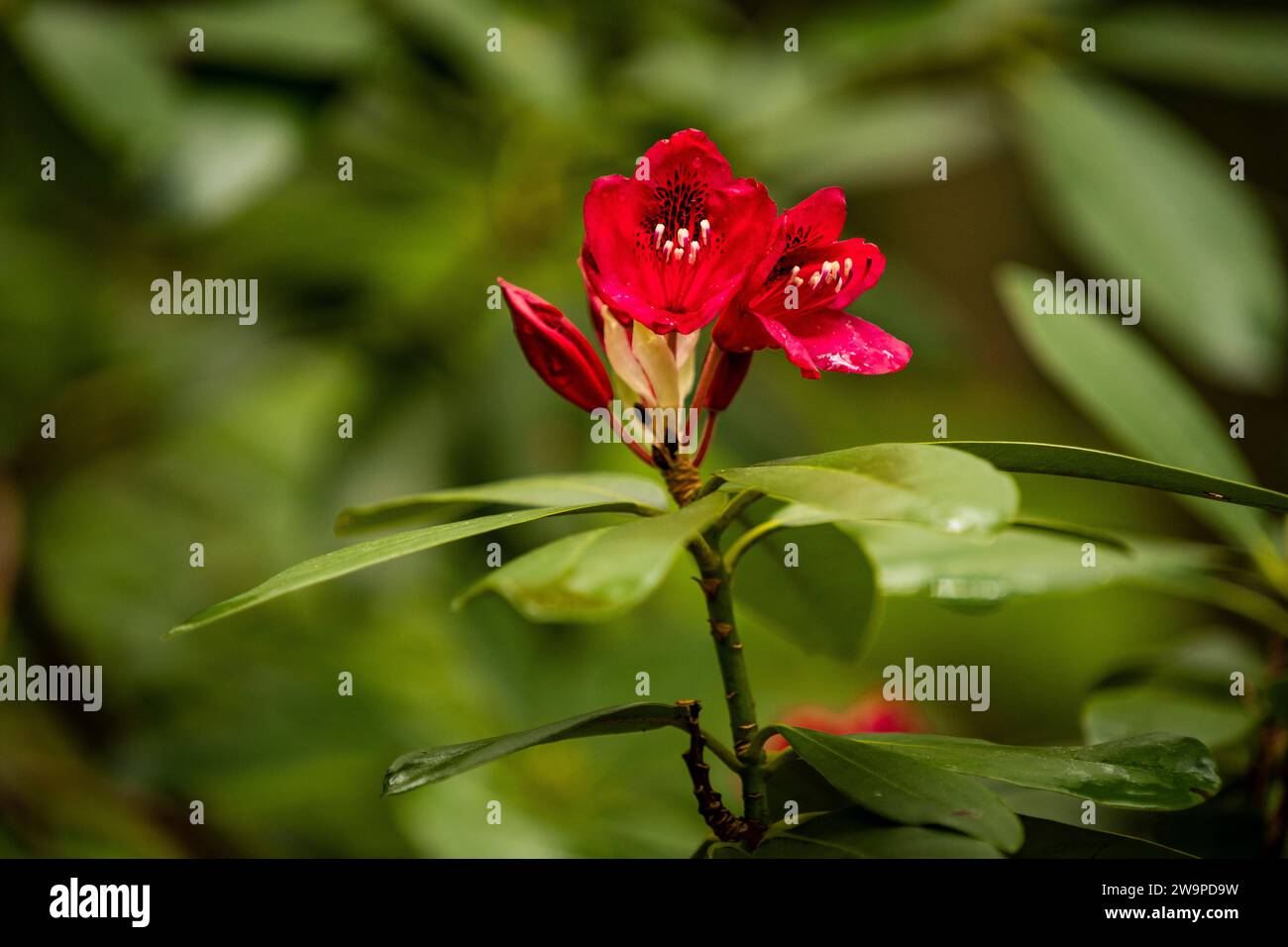Rhododendron flowers in a garden. Stock Photo