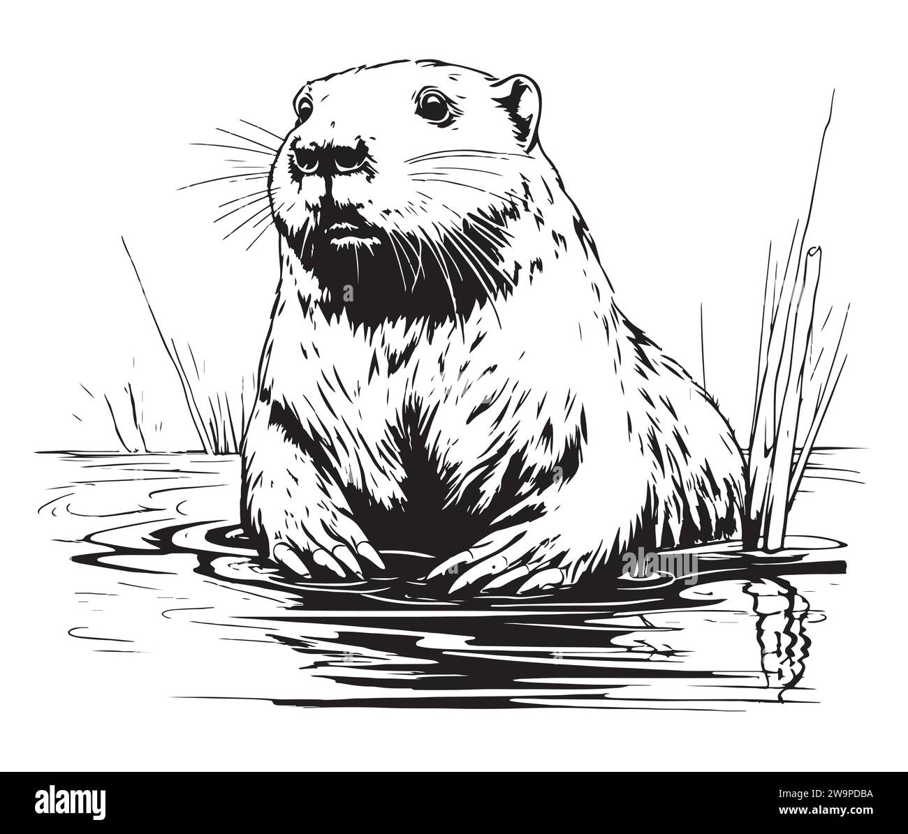 Beaver rodent mammal. Scratch board imitation. Black and white hand drawn image. Engraving vector illustration Stock Vector