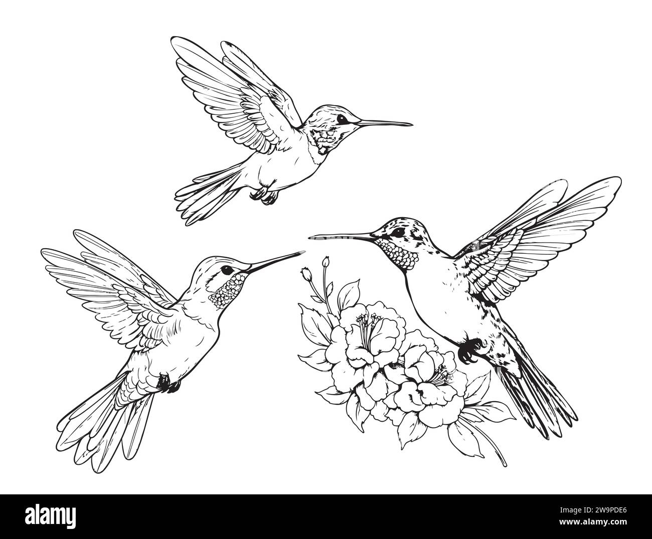 Hand drawn humming birds isolated on white Monochrome flying Hand drawn humming birds isolated on white Monochrome flying