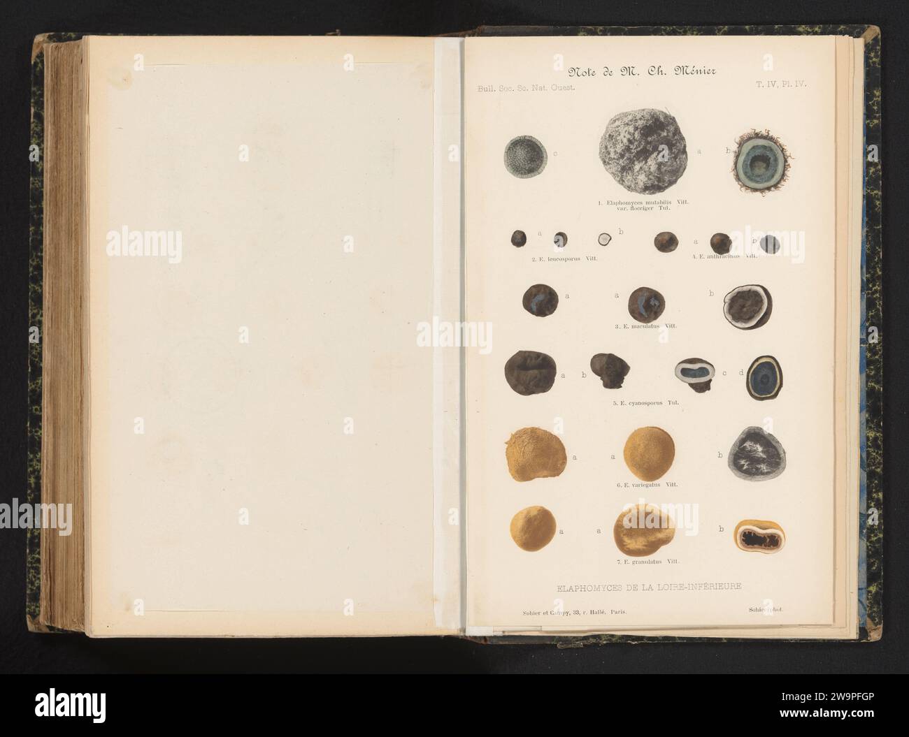 22 Examples of fungi and sections of fungi, Sohier, c. 1888 - in or ...