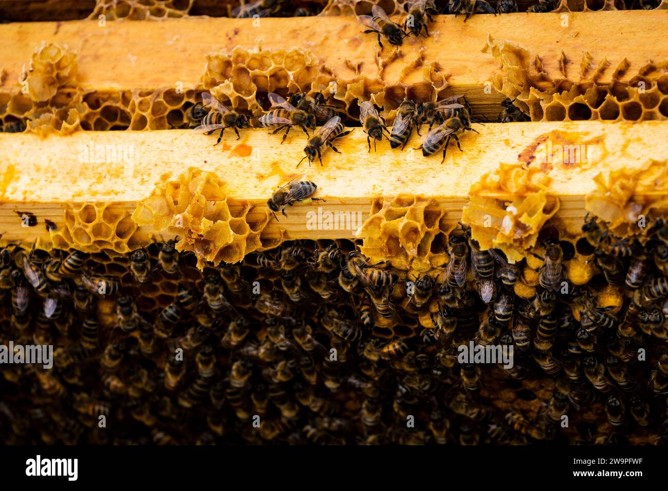 Bees In A Man-made Bee Hive Stock Photo - Alamy