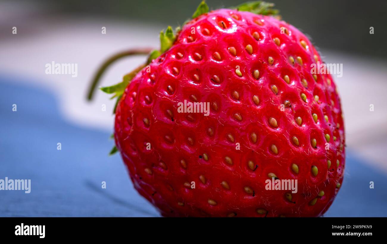 Close up of fresh strawberry showing seeds achenes. Details of a fresh ...