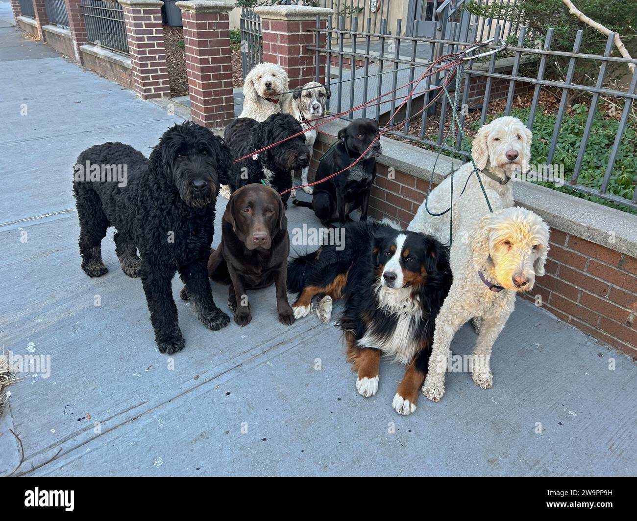 Portrait of a group of dogs waiting for their professional dog walker to pick up one more