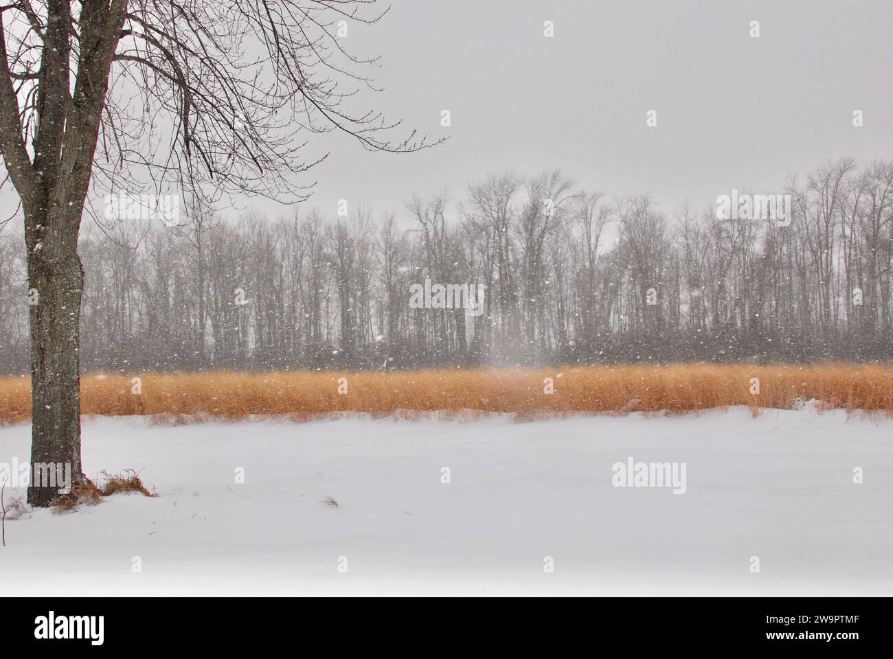 Zen frozen ice snow tree hi-res stock photography and images - Alamy