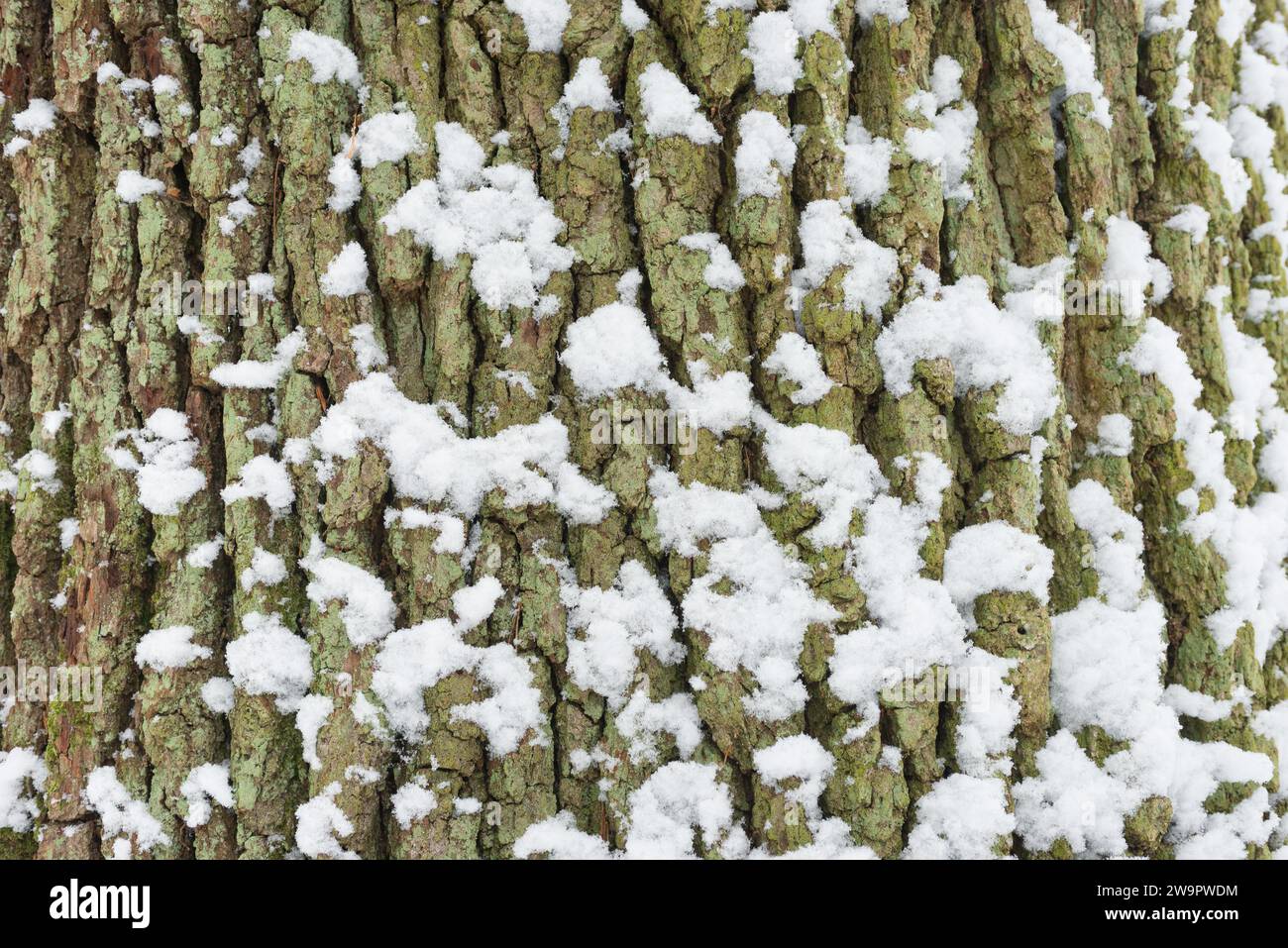 Snow covers the cracked bark of an old English oak (Quercus robur) or english oak or summer oak, bark covered with lichens and mosses with deep Stock Photo