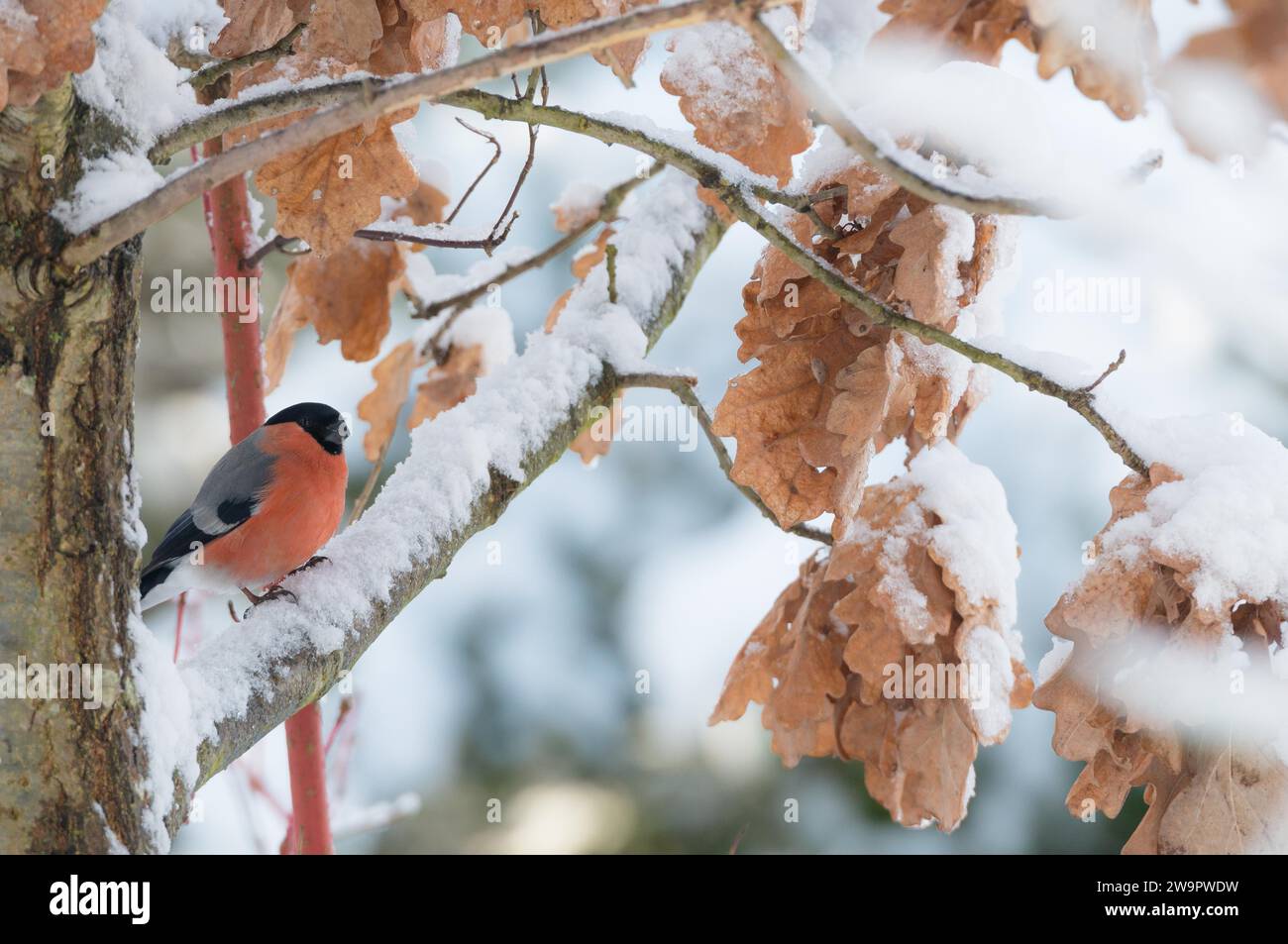 A bullfinch or eurasian bullfinch (Pyrrhula pyrrhula) sits in winter on a snow-covered branch between snow-covered branches with dry, brown leaves of Stock Photo