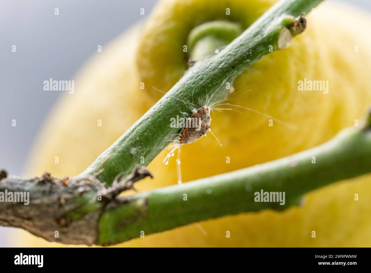 Citrus mealybug (Planococcus citri) on the branch of a lemon plant Stock Photo