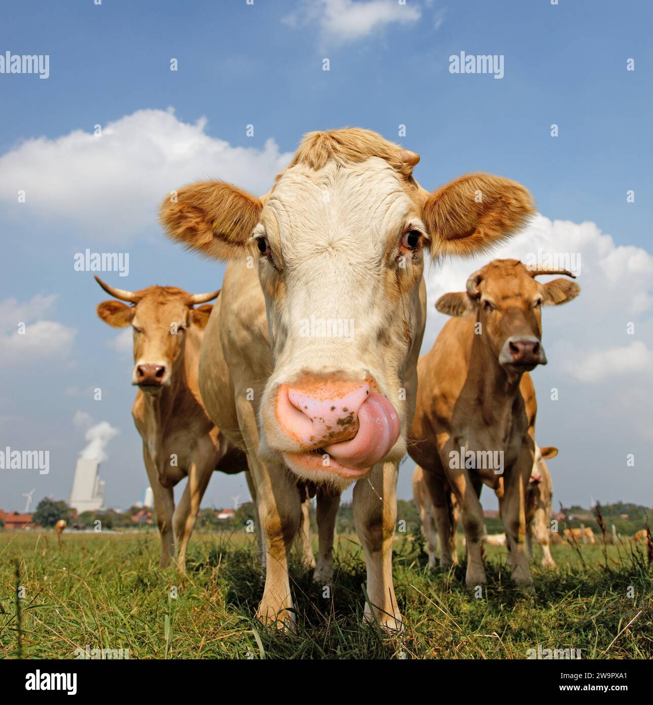 Cow licks its nostrils Stock Photo Alamy